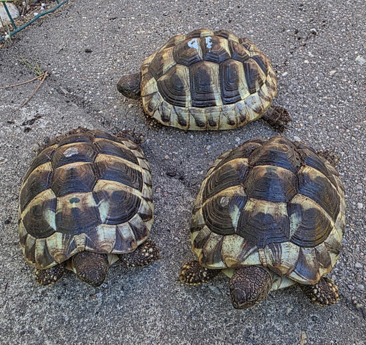 3 Griechische Landschildkröten suchen neues Zuhause