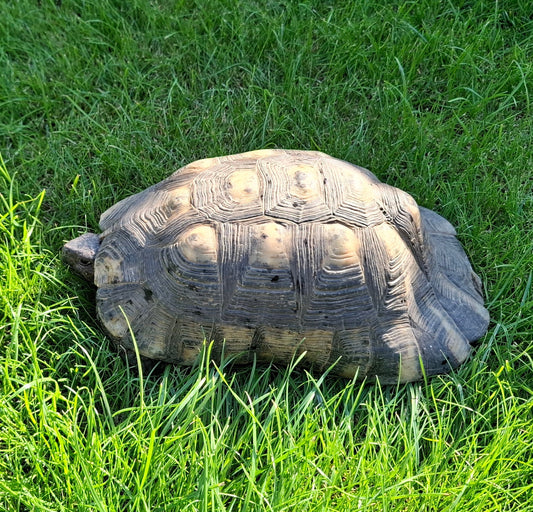 Testudo Marginata Männchen abzugeben
