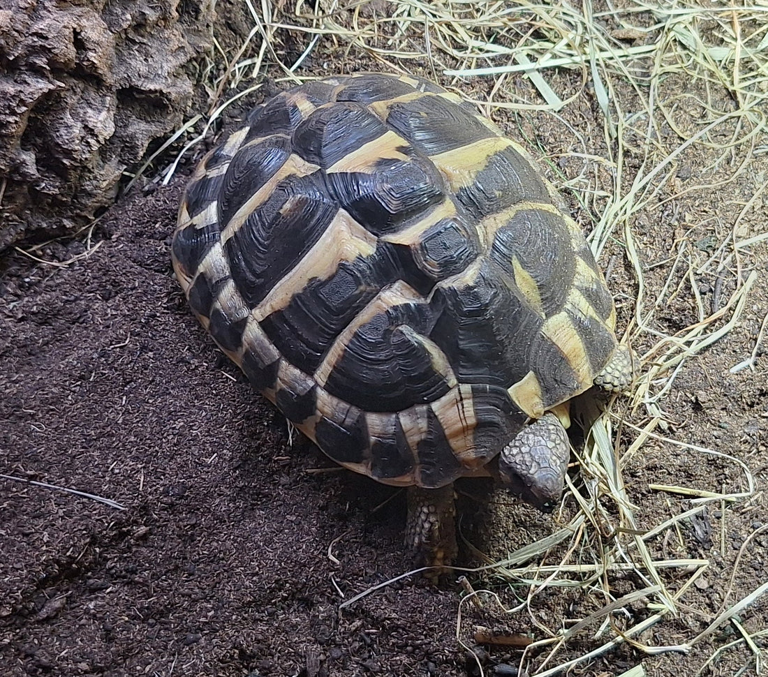 Griechische Landschildkröte