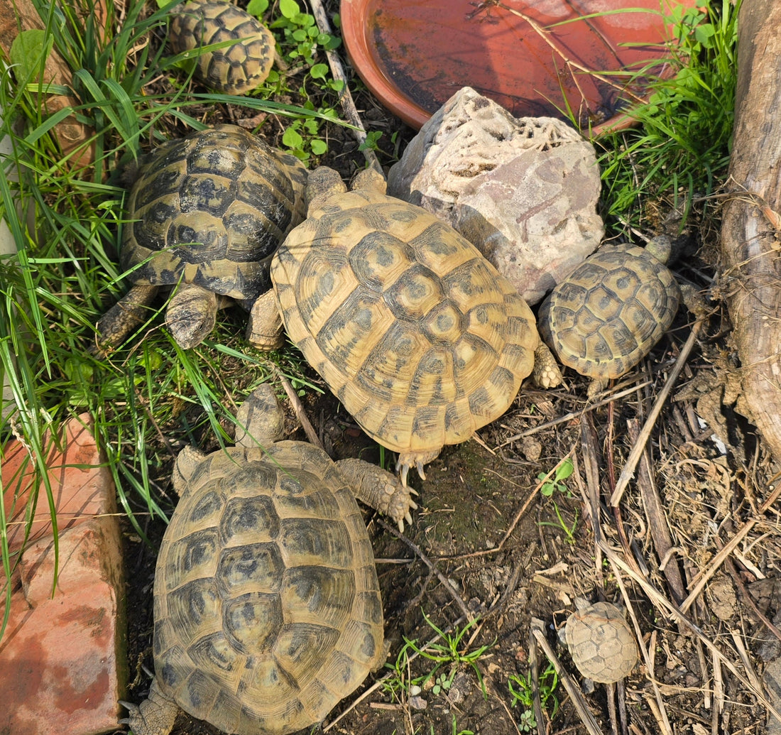 GRIECHISCHE Landschildkröten NZ 2012,2013,2014 zu verkaufen