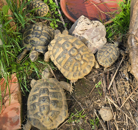 GRIECHISCHE Landschildkröten NZ 2012,2013,2014 zu verkaufen