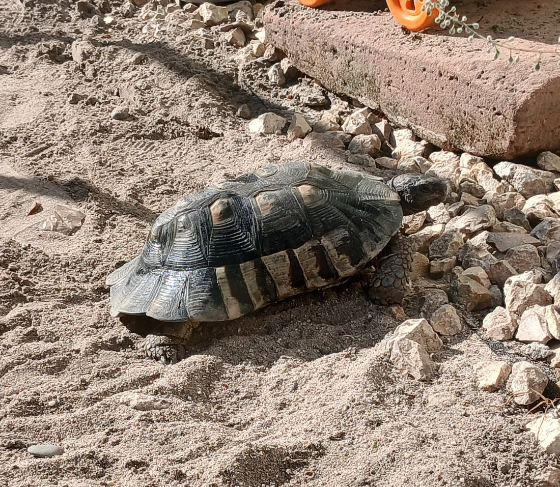 Verschenke Landschildkröte