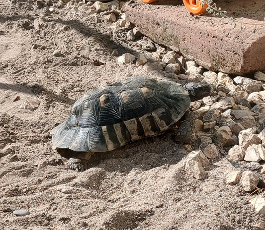 Verschenke Landschildkröte