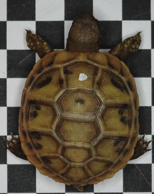 Griechische Landschildkröten NZ 2024 und 2025