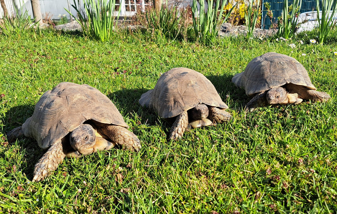 Breitrand Schildkröten zu verkaufen