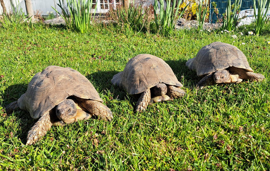 Breitrand Schildkröten zu verkaufen