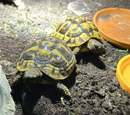 2 Griechische Landschildkröten in liebevolle Hände abzugeben