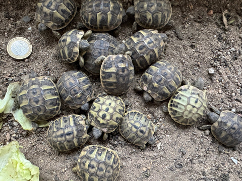 Verkaufe Griechische Landschildkröten -Nachzucht 2025