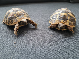 2 Testudo hermanni, griechische Landschildkröten 5j alt