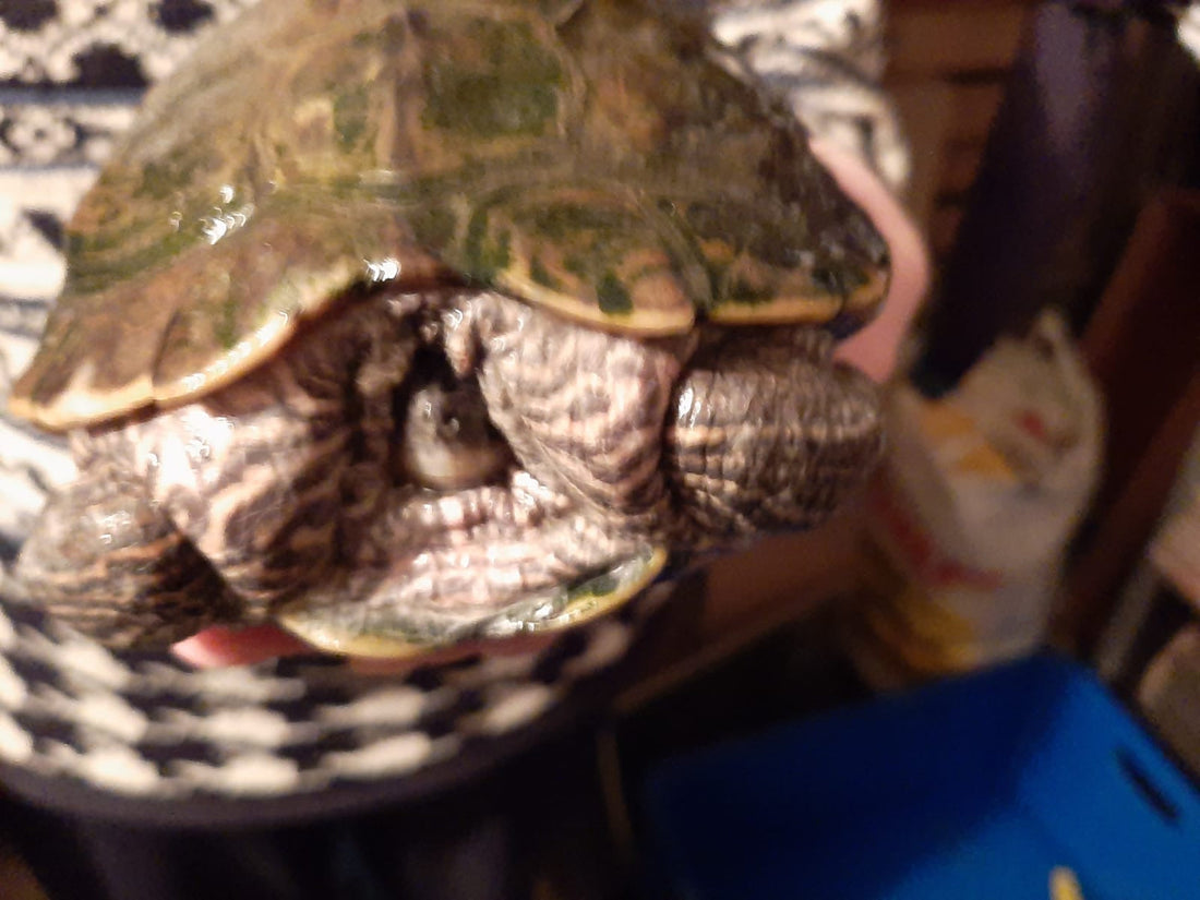 Ouachita Höckerschildkröte abzugeben - Notfall