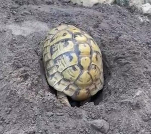 Griechische Landschildkröte (w) Thb aus 1992
