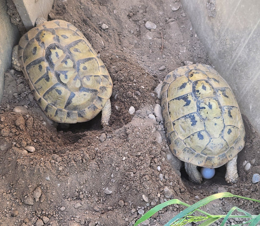 Adulte griechische Landschildkröten zu verkaufen