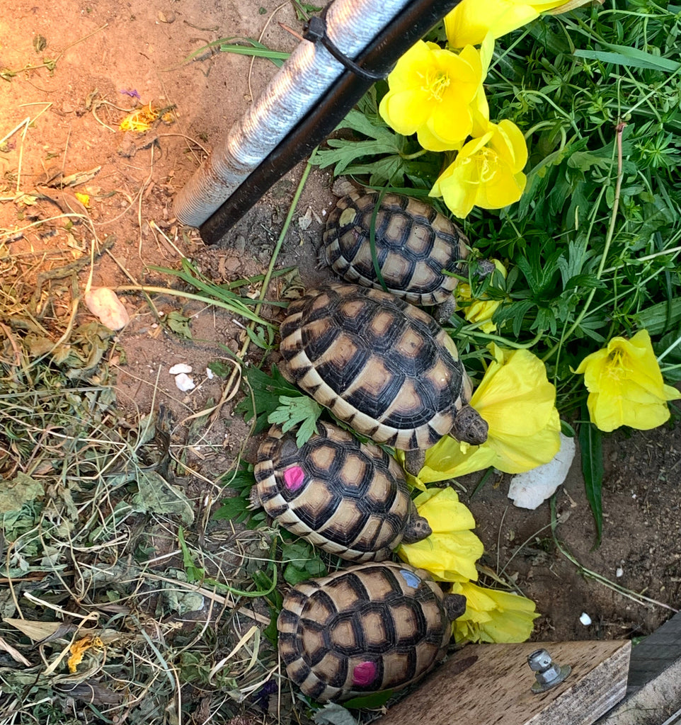 Testudo Marginata - Breitrandschildkröten NZ2021 und 2022