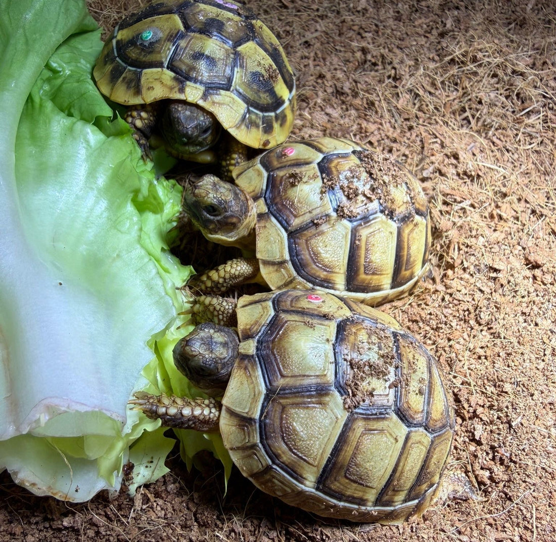 Landschildkröten zu Verkaufen