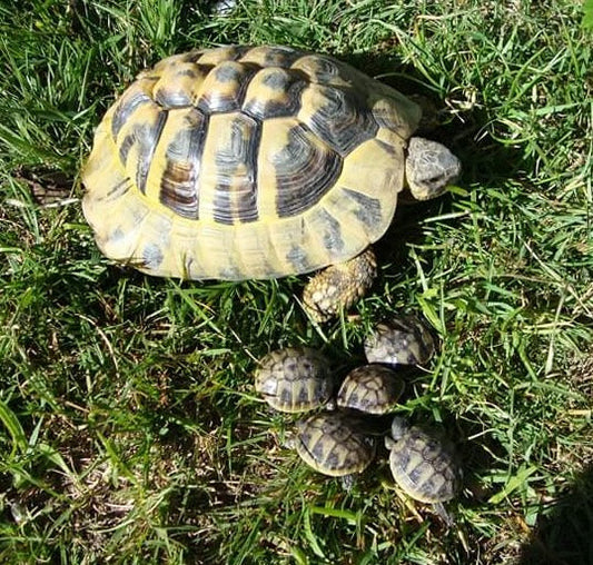 Schildkröte Landschildkröte Männchen 2007