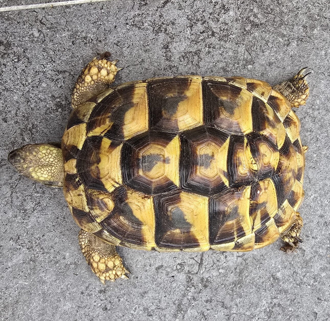 Zwei Griechische Landschildkröten abzugeben – nur im Doppelpack