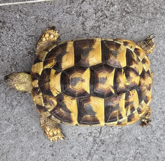 Zwei Griechische Landschildkröten abzugeben – nur im Doppelpack