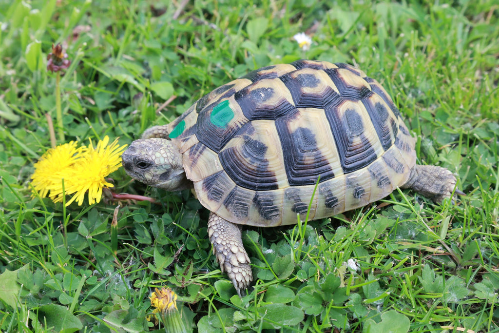 Wunderschöne Griechische Landschildkröten NZ 2023-19 THB
