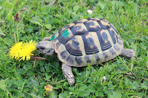 Wunderschöne Griechische Landschildkröten NZ 2023-19 THB