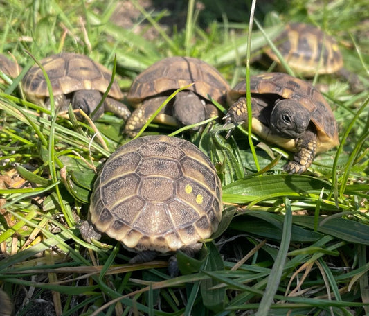 Griechische Landschildkröten NZ2025