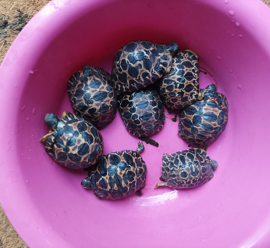 Astrochelys radiata Nachzuchten aus 24/25