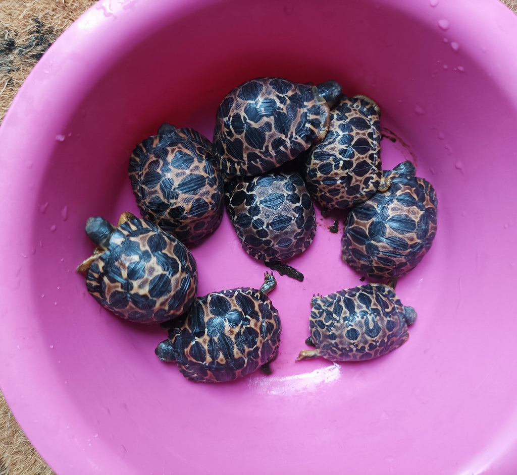 Astrochelys radiata Nachzuchten aus 24/25