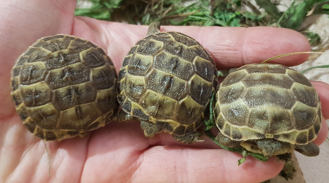 Nachzuchten der Russischen (Vierzehen- ) Landschildkröten, Steppenschildkröten abzugeben