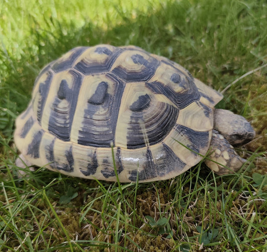 Griechische Landschildkröte (2019) zu verkaufen