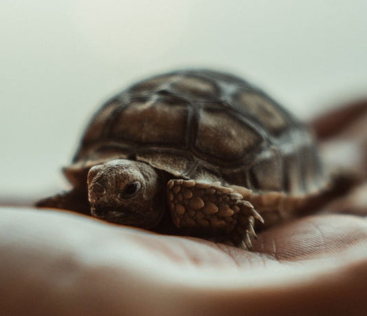 Spornschildkröte Geochelone Sulcata NZ 2025 in liebevolle Hände abzugeben