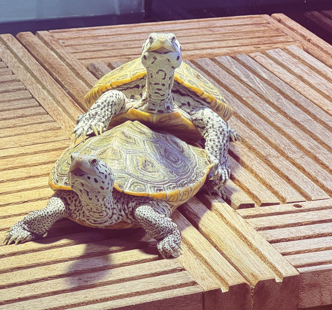 Diamantschildkröte