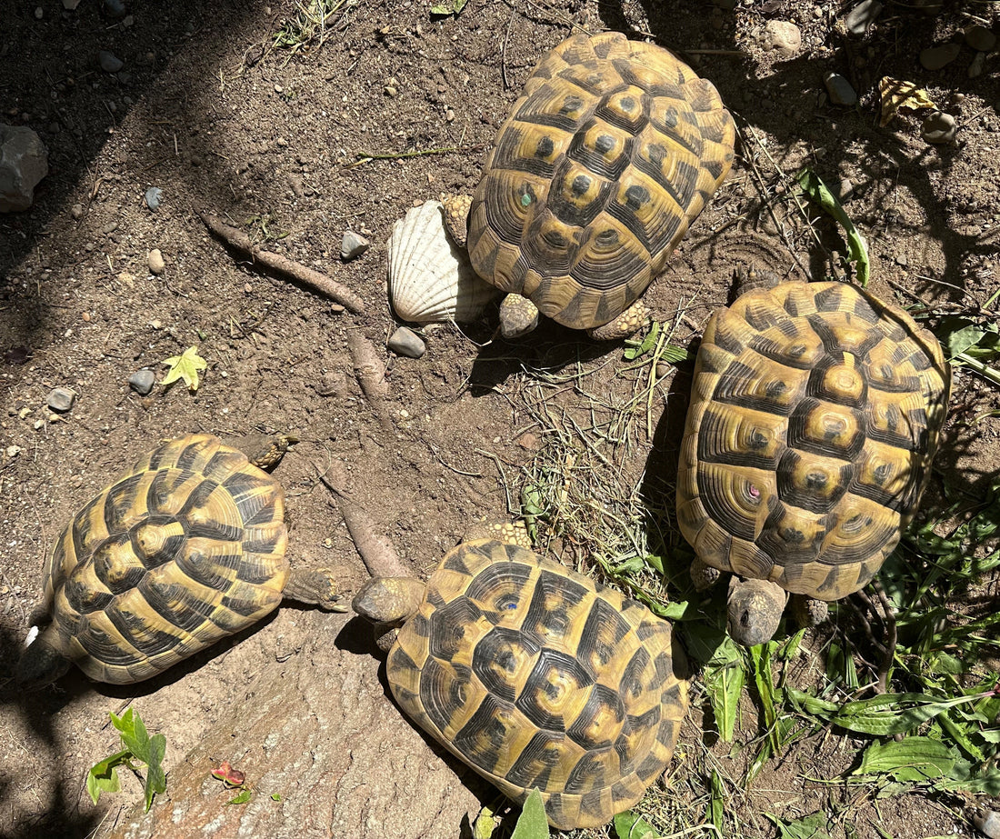 4 weibliche Griechische Landschildkröten