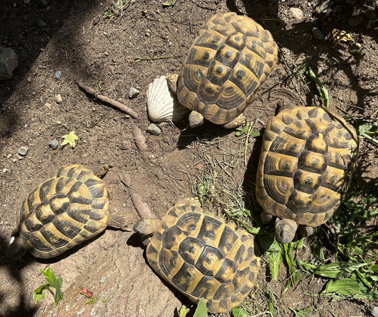 4 weibliche Griechische Landschildkröten