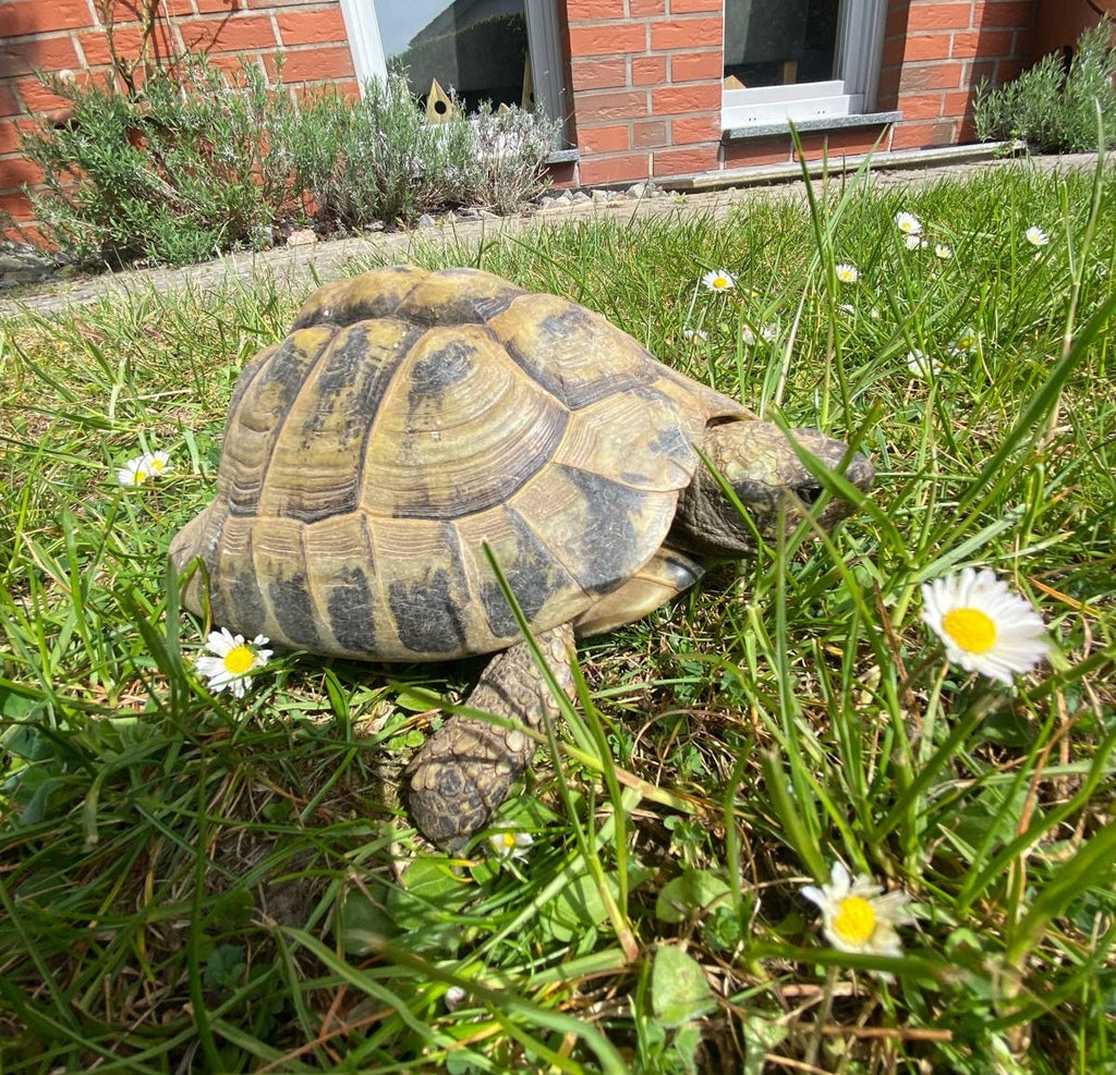 Männlich griechische Landschildkröte, geb.2002