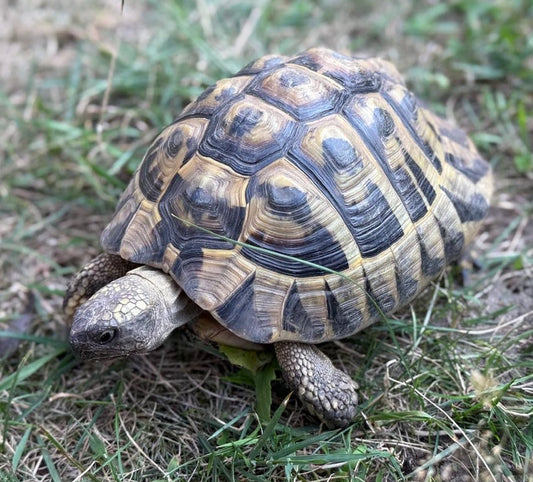 Griechische Landschildkröte