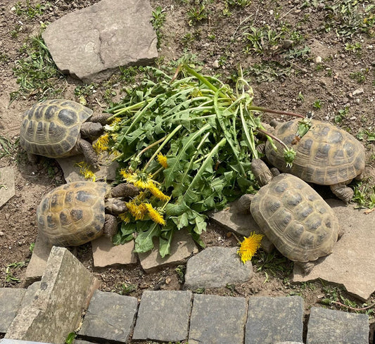 4  Testudo horsfieldii weiblich zu verkaufen