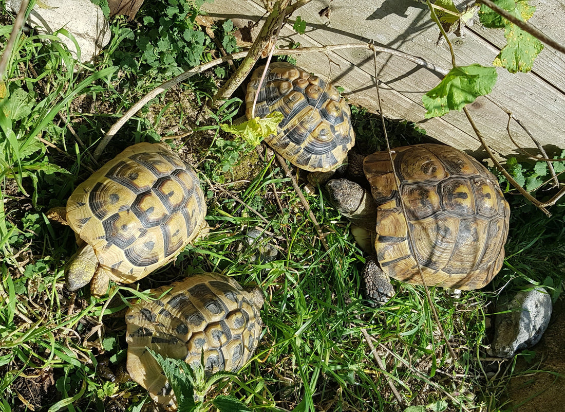 4 adulte Griechische Landschildkröten (THB) Weibchen