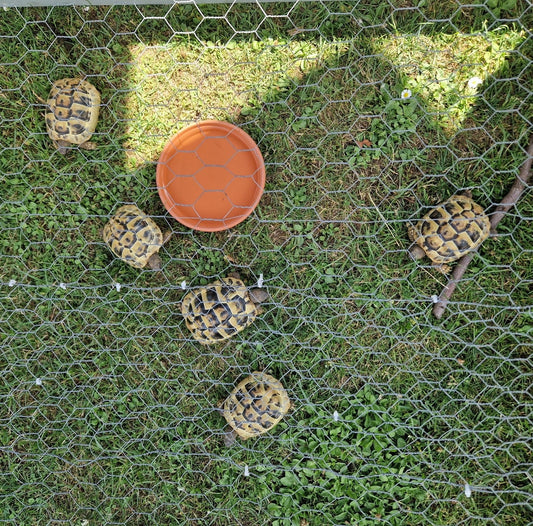 18 griechische Landschildkröten zu verkaufen