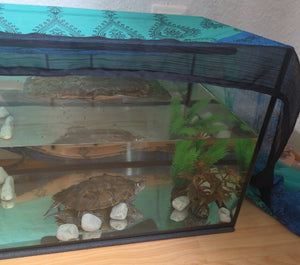 Wasserschildkröte
