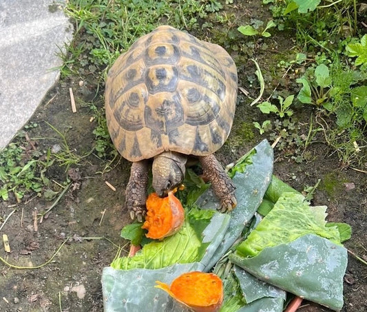 Griechische Landschildkröte Männlich 2005