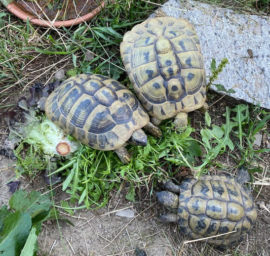 Männliche Schildkröten Nachzucht 2019