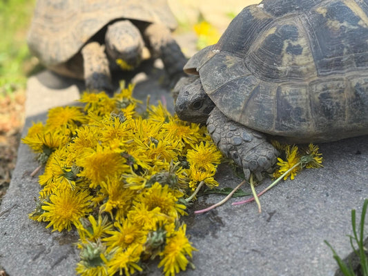 Suche Maurische Landschildkröten