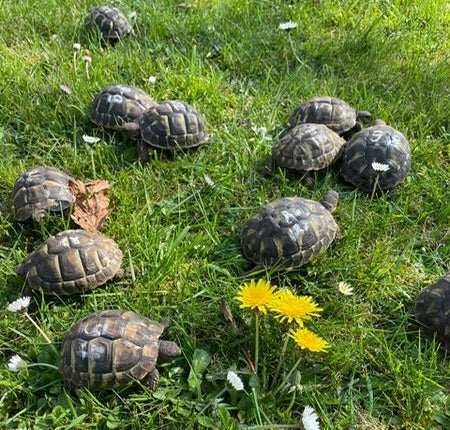 Griechische Landschildkröte