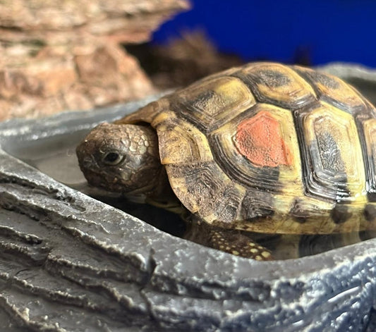 2 Griechische Landschildkröten aus 2024 abzugeben