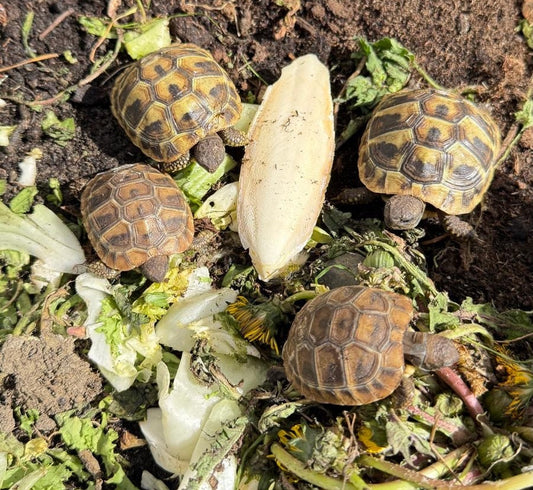Griechische Landschildkröten Testudo hermanni NZ 2024/2025