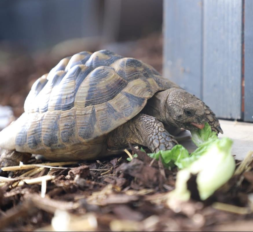 Schildkröten männlich 2 Stück in Gute Hände zugeben