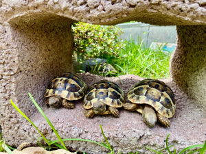 Griechische Landschildkröten NZ 2023 zu verkaufen