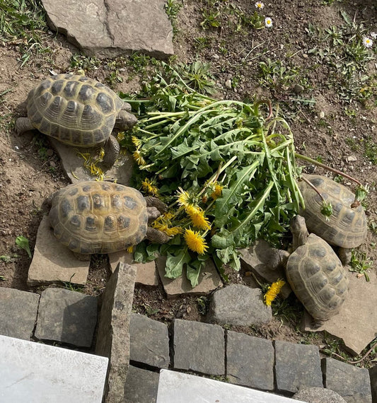 4 Testudo horsfieldii zu verkaufen