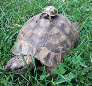 Griechische Landschildkröten NZ 2003 bis 2012