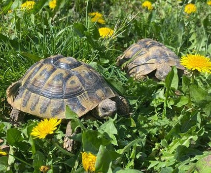 DIE Futterpflanze für Schildkröten