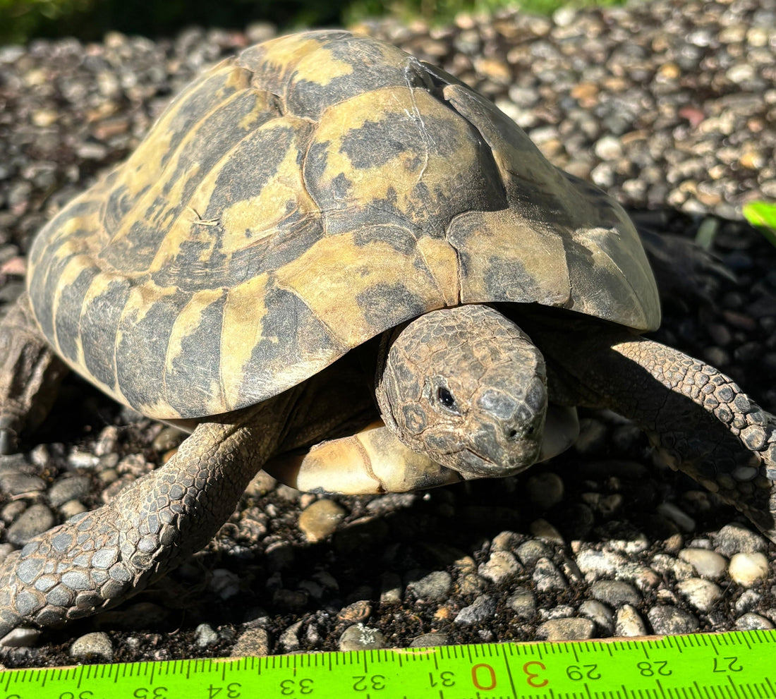 Griechische Landschildkröten NZ 1999 Adult